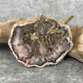 Tranche "Lacher Prise" en Bois Fossile (200g) Ref : B12